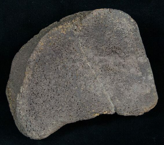 Edmontosaurus Toe Bone - South Dakota #8367